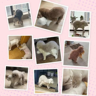 Yumshoq silikon kuchukcha jinsiy o'yinchoqlari, kichik zotlar, peluş o'yinchoqlar, hissiy o'yinchoqlar, uy hayvonlari uchun materiallar, itlar uchun aksessuarlar, o'quv qo'llanmalari va xatti-harakatlari