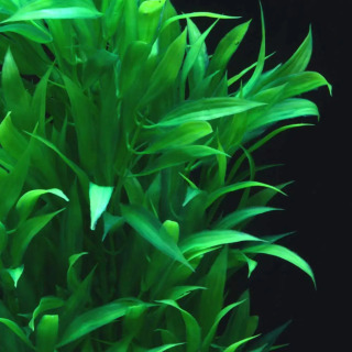 Akvarium o'simliklari, baliq akvarium o'simliklari, sun'iy o'simliklar, suv uchun suv, qizil yashil katta baliq akvarium zavodi, baliq akvarium bezaklari