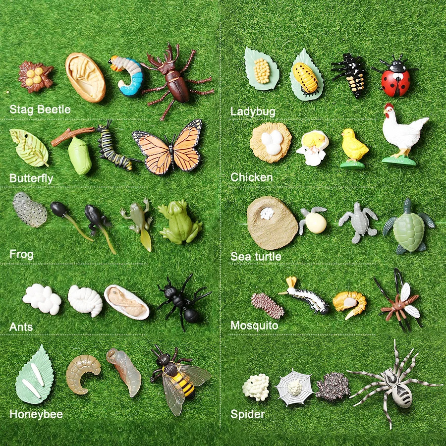 Plastik hayvon hasharotlar figuralari o'sish hayot aylanishi toshbaqa kapalak Ladybug qurbaqa ari chumoli o'rgimchak o'quv o'yinchoqlar