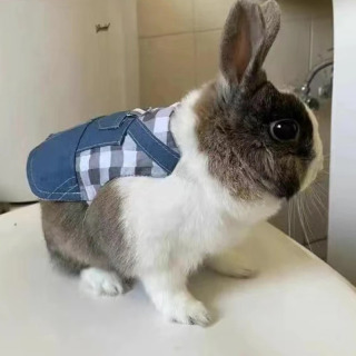 Chinchilla quyonlari uchun yuradigan kichik hayvonlar uchun uy hayvonlari uchun jabduqlar Daniy quyon Gvineya cho'chqasi quyoni Gollandiya Lops tasma maskot aksessuarlari