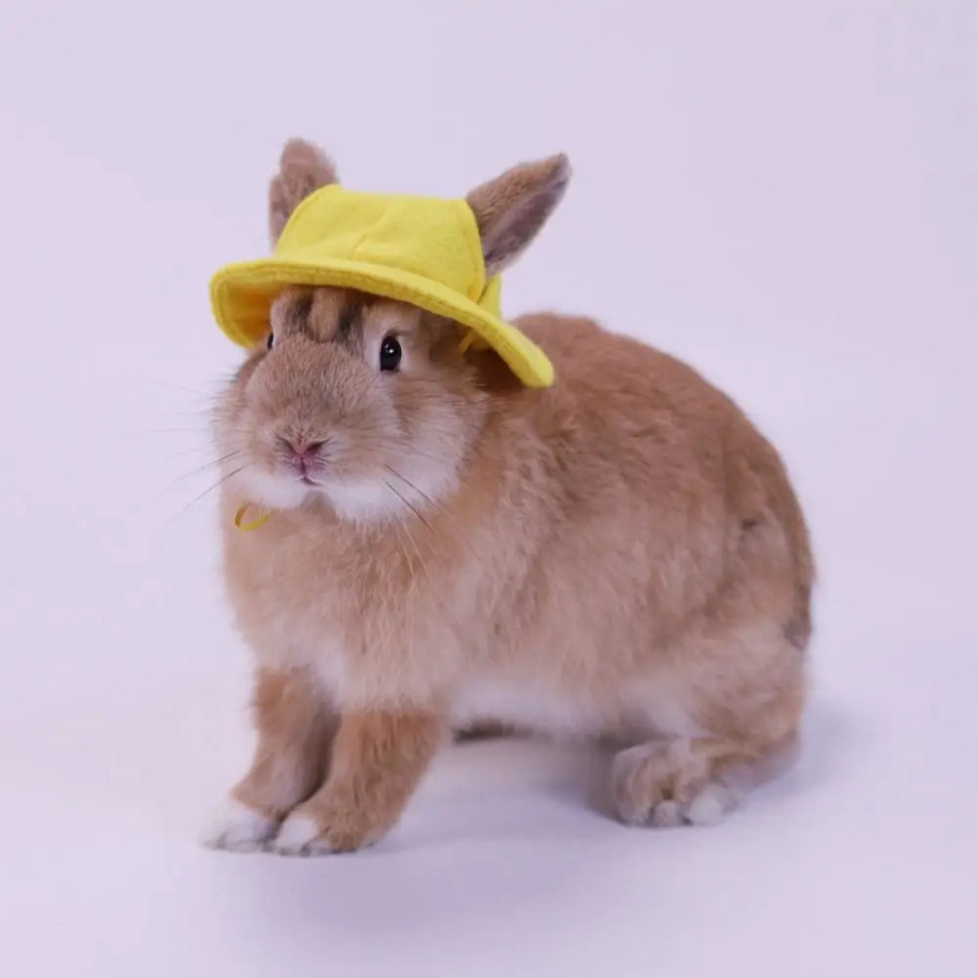 Kichik hayvonlarning kigiz chelak qopqog'i Uy hayvonlari kiyimlari aksessuarlari nafas oladigan hamster baliq ovlash shlyapasi Quloqlari teshiklari bilan engil vaznli