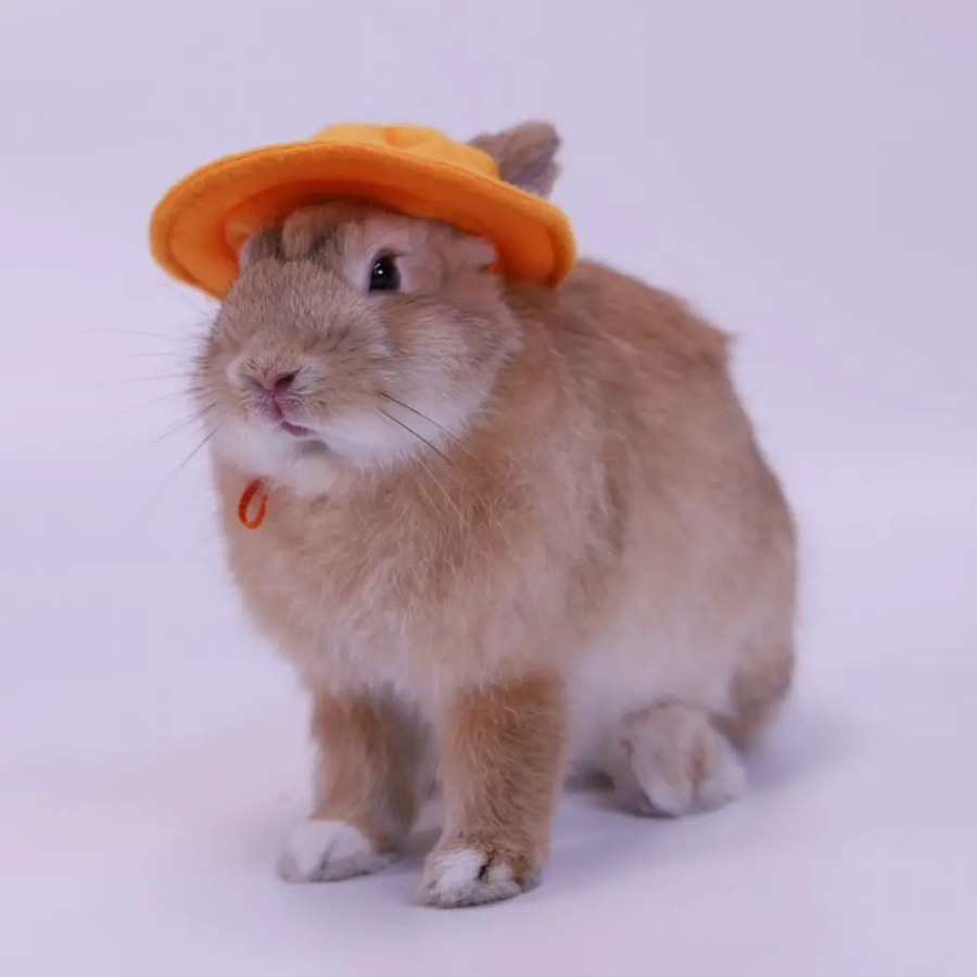 Kichik hayvonlarning kigiz chelak qopqog'i Uy hayvonlari kiyimlari aksessuarlari nafas oladigan hamster baliq ovlash shlyapasi Quloqlari teshiklari bilan engil vaznli