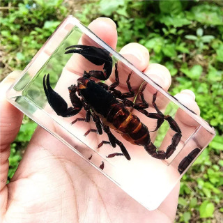 Haqiqiy hasharotlar Taxidermy namunasi Shaffof katta qo'ng'iz epoksi qatroni o'rgimchaklar xatolar Katta hasharotlar Chayon namunasi hunarmandchilik bezaklari