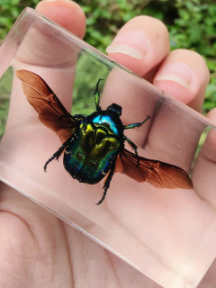 Haqiqiy hasharotlar Taxidermy namunasi Shaffof katta qo'ng'iz epoksi qatroni o'rgimchaklar xatolar Katta hasharotlar Chayon namunasi hunarmandchilik bezaklari