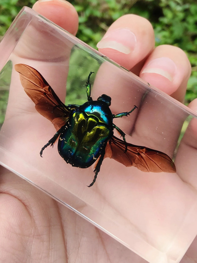 Haqiqiy hasharotlar Taxidermy namunasi Shaffof katta qo'ng'iz epoksi qatroni o'rgimchaklar xatolar Katta hasharotlar Chayon namunasi hunarmandchilik bezaklari
