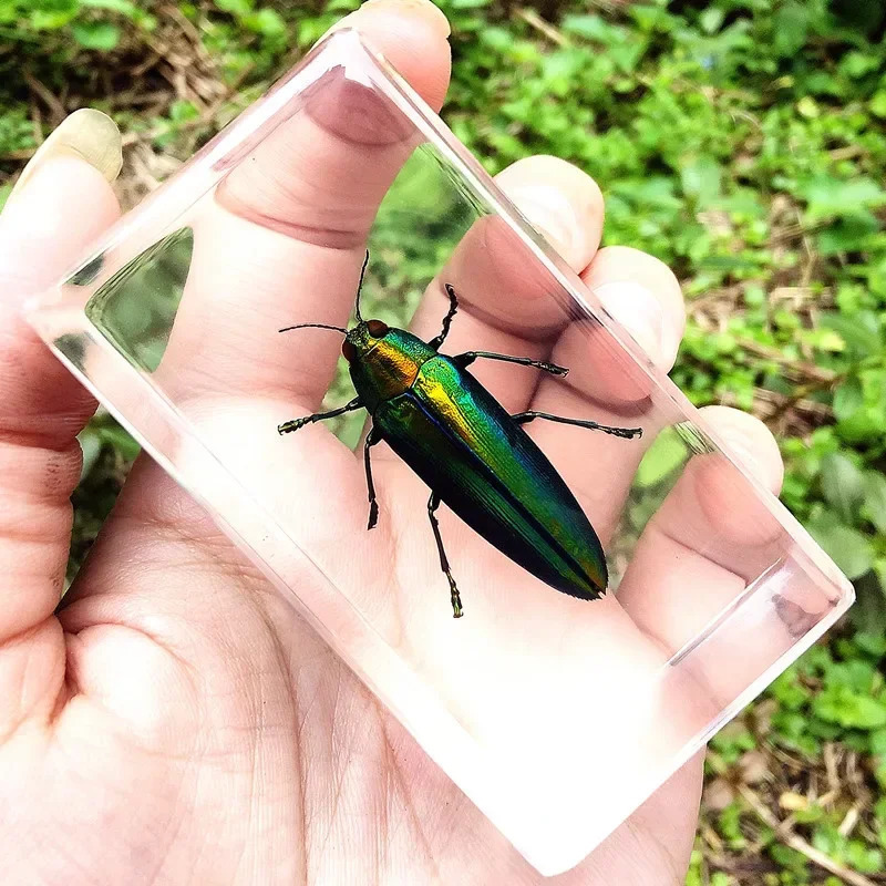 Haqiqiy hasharotlar Taxidermy namunasi Shaffof katta qo'ng'iz epoksi qatroni o'rgimchaklar xatolar Katta hasharotlar Chayon namunasi hunarmandchilik bezaklari