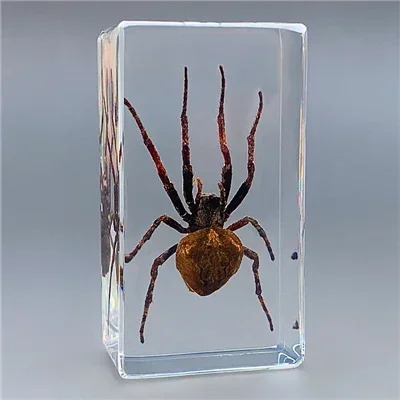 Haqiqiy hasharotlar Taxidermy namunasi Shaffof katta qo'ng'iz epoksi qatroni o'rgimchaklar xatolar Katta hasharotlar Chayon namunasi hunarmandchilik bezaklari