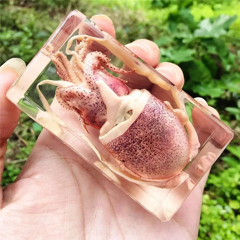Haqiqiy hasharotlar Taxidermy namunasi Shaffof katta qo'ng'iz epoksi qatroni o'rgimchaklar xatolar Katta hasharotlar Chayon namunasi hunarmandchilik bezaklari