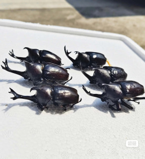 6 dona. Haqiqiy hasharotlar namunalari, Dichotoma Allomyrina namunalari, ho'l hasharotlar, DIY qo'lda tayyorlangan materiallar, fan ta'limi.