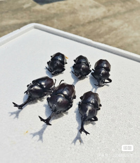 6 dona. Haqiqiy hasharotlar namunalari, Dichotoma Allomyrina namunalari, ho'l hasharotlar, DIY qo'lda tayyorlangan materiallar, fan ta'limi.