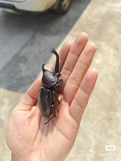 6 dona. Haqiqiy hasharotlar namunalari, Dichotoma Allomyrina namunalari, ho'l hasharotlar, DIY qo'lda tayyorlangan materiallar, fan ta'limi.