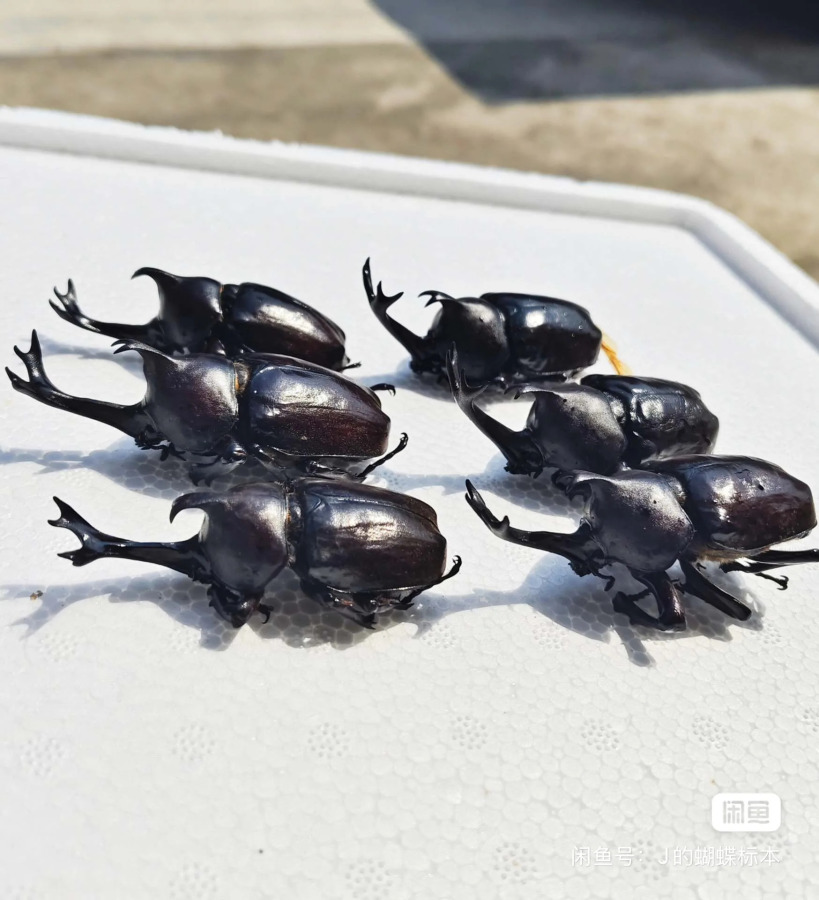 6 dona. Haqiqiy hasharotlar namunalari, Dichotoma Allomyrina namunalari, ho'l hasharotlar, DIY qo'lda tayyorlangan materiallar, fan ta'limi.