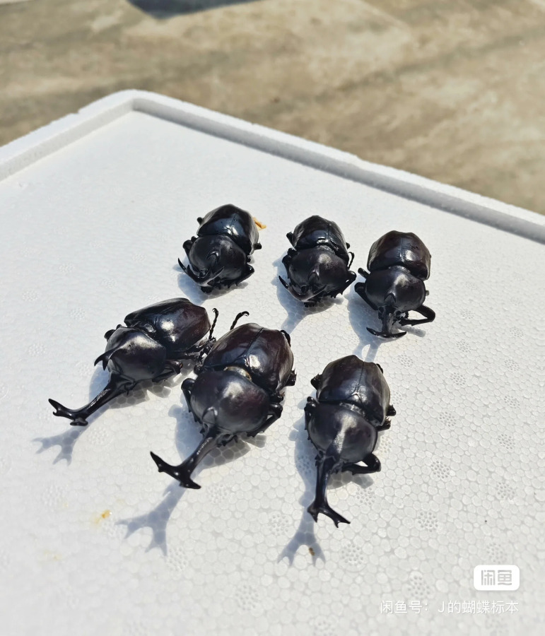6 dona. Haqiqiy hasharotlar namunalari, Dichotoma Allomyrina namunalari, ho'l hasharotlar, DIY qo'lda tayyorlangan materiallar, fan ta'limi.