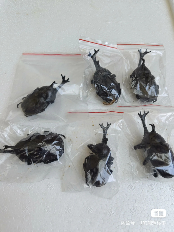 6 dona. Haqiqiy hasharotlar namunalari, Dichotoma Allomyrina namunalari, ho'l hasharotlar, DIY qo'lda tayyorlangan materiallar, fan ta'limi.
