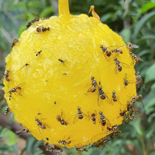 Hovli, oshxona, bog ', zararkunandalarga qarshi kurash uchun 1 dona yopishqoq hasharotlar to'pi mevali chivinli chivin tuzog'i