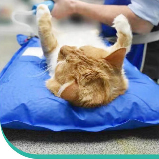 Hayvonlar uchun jarrohlik aksessuarlari uy hayvonlari uchun vakuumli matkap kichik veterinariya tekshiruvi uy hayvonlarini parvarish qilish xonasi
