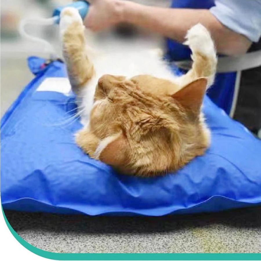 Hayvonlar uchun jarrohlik aksessuarlari uy hayvonlari uchun vakuumli matkap kichik veterinariya tekshiruvi uy hayvonlarini parvarish qilish xonasi